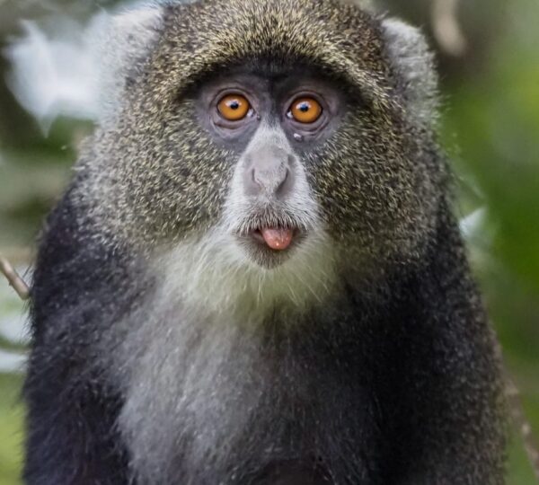 Discovery Tanzania