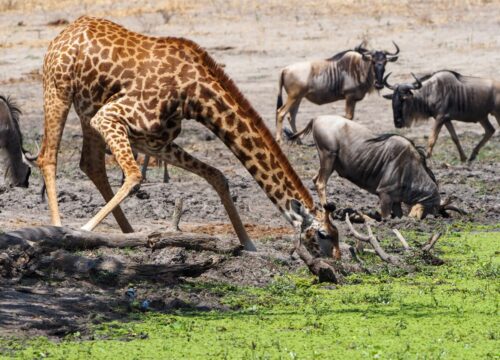 4-Day From Savannah to Coast Safari Budget Safari