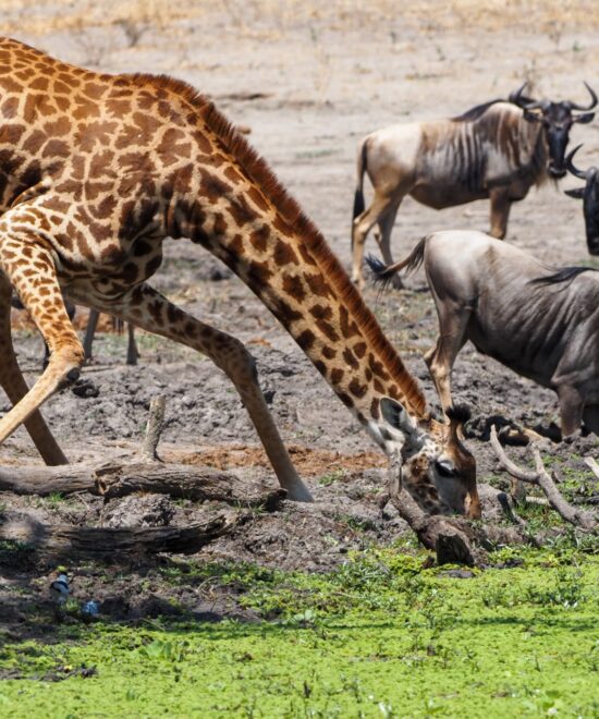 4-Day From Savannah to Coast Safari Budget Safari