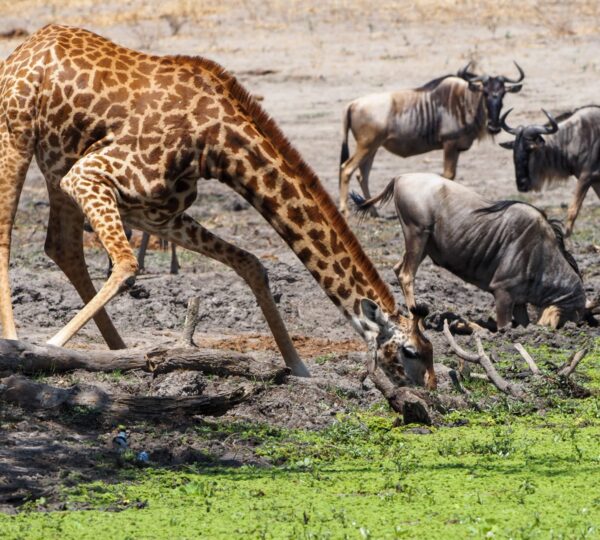 Discovery Tanzania