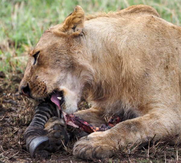 Discovery Tanzania