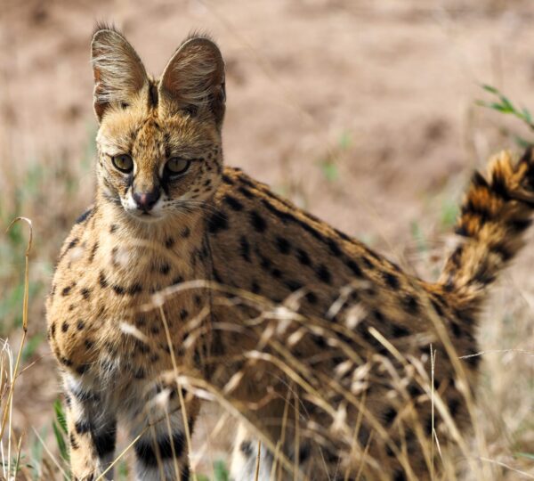 Discovery Tanzania