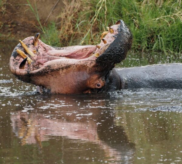 Discovery Tanzania