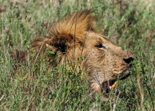 5 Days Mikumi & Ruaha Safari by Train – Wildlife and Culture Adventure