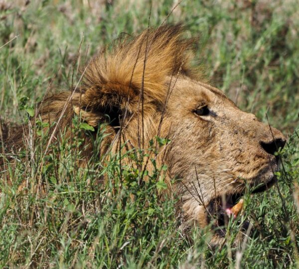 Discovery Tanzania