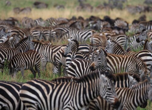 4 Days Southern Tanzania Safari – Mikumi & Ruaha by Train and Road