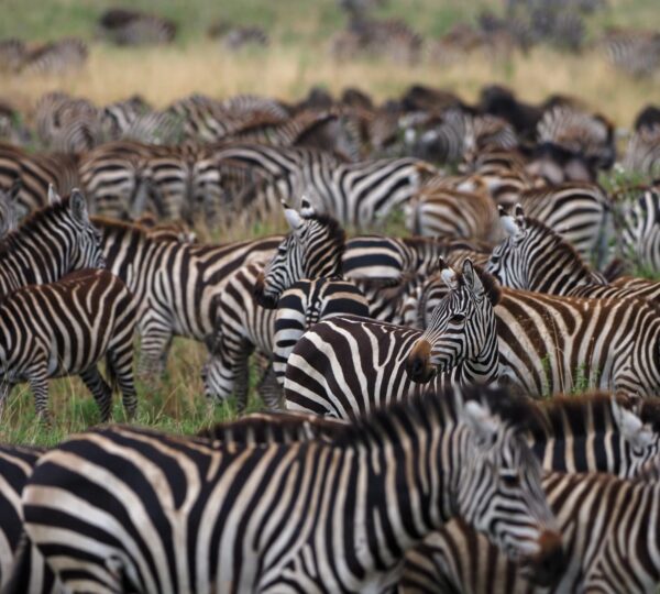 Discovery Tanzania