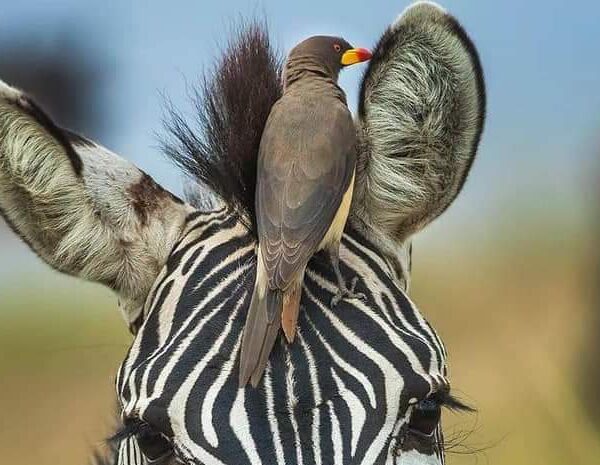 Discovery Tanzania