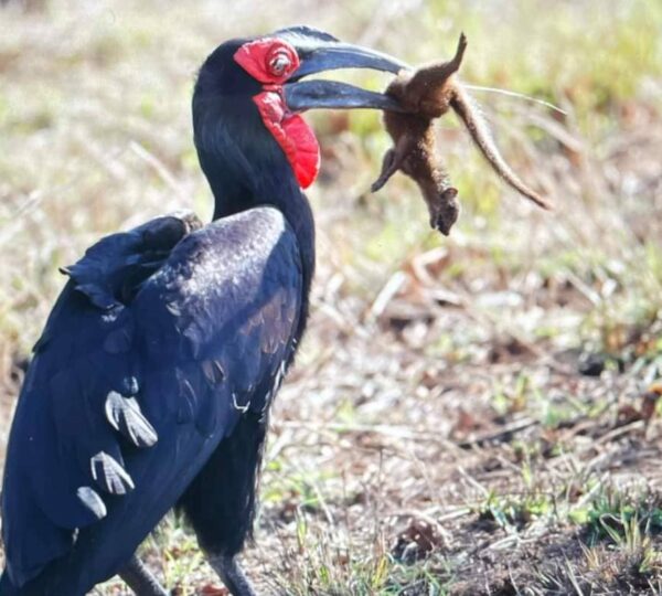 Discovery Tanzania