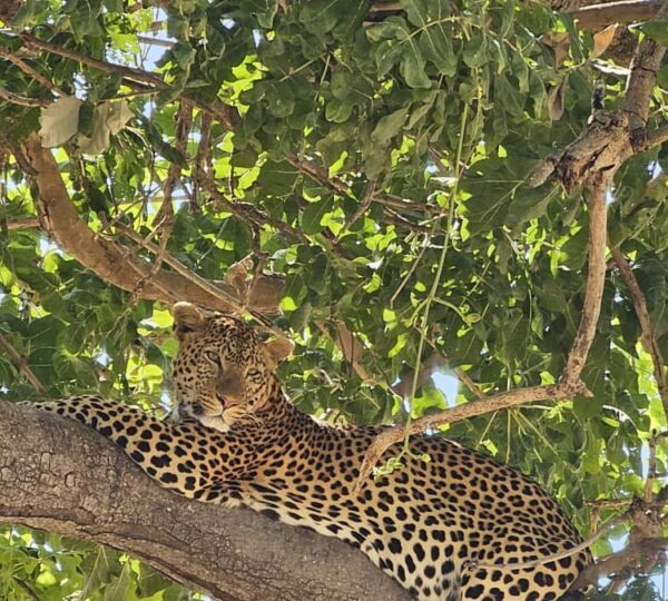 Discovery Tanzania
