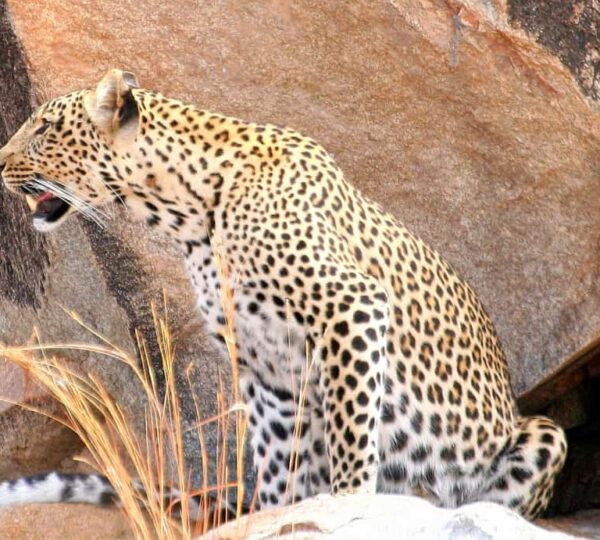 Discovery Tanzania