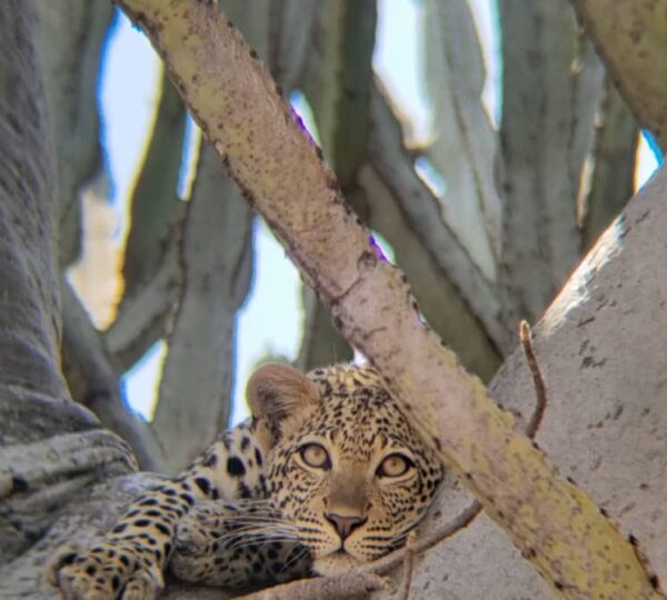 Discovery Tanzania