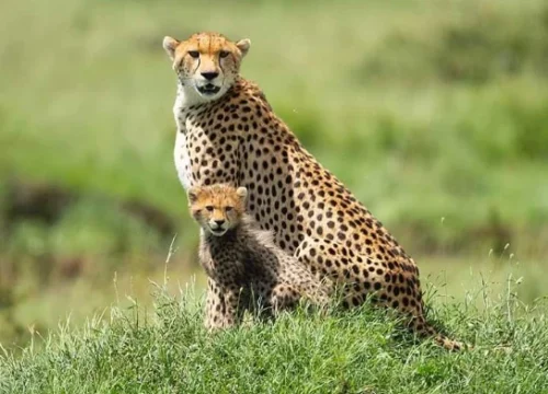 4-Day Experience the Miracles of Ruaha National Park