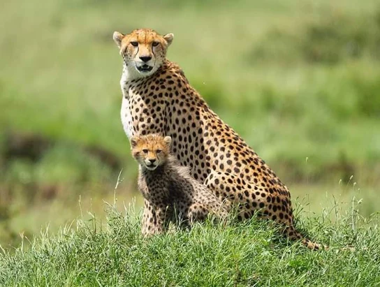 4-Day Experience the Miracles of Ruaha National Park