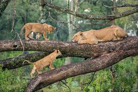 Lake Manyara National Park
