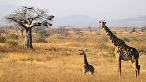 Ruaha National Park