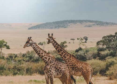 Private vs Group Safari: Which is Right for You?