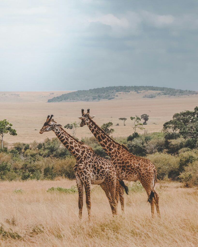 Private vs Group Safari: Which is Right for You?