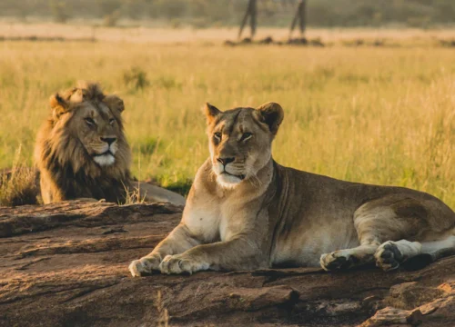 5-Day Magic of Nyerere and Mikumi National Parks