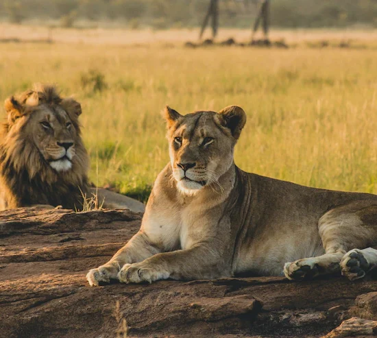 5-Day Magic of Nyerere and Mikumi National Parks