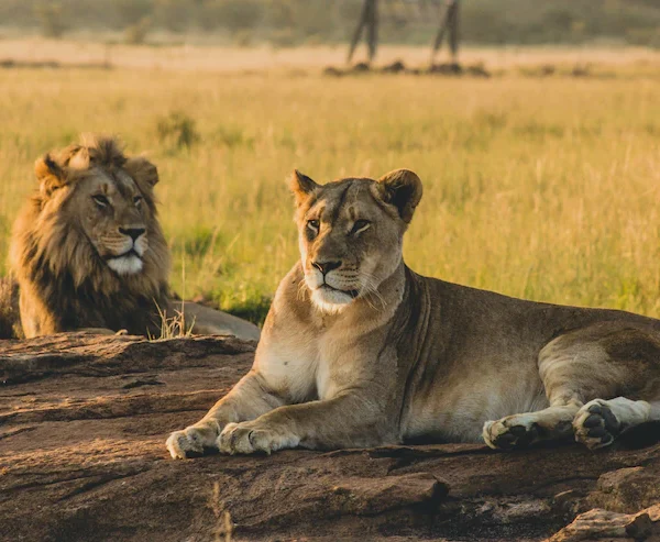 Game Drives