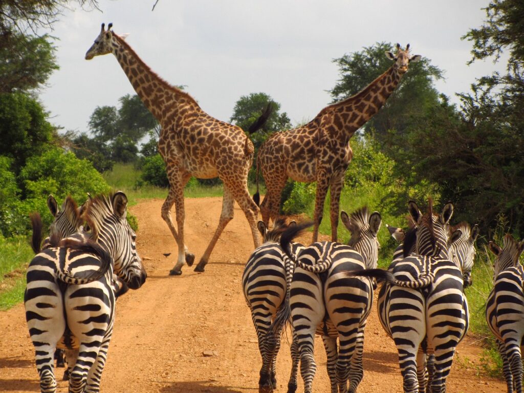 Discover the Magic of Tanzania