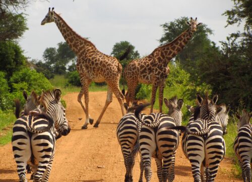 Discover the Magic of Tanzania