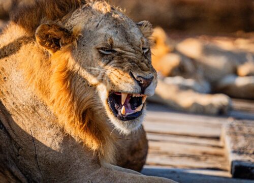 3-Day Nyerere (Selous) Safari from Dar es Salaam