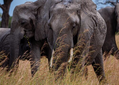 3-Day Mikumi National Park Safari – Budget Wildlife Adventure from Dar es Salaam