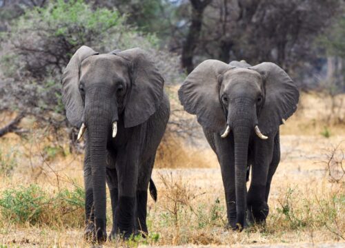 2 Nights / 3 Days Mikumi Safari from Zanzibar