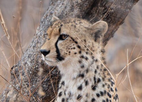 6 Days Ndutu Migration Safari