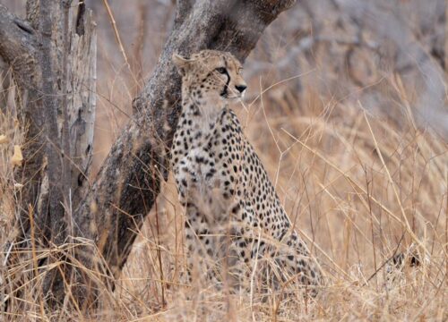 5-Day Wild Heart of Selous Safari  Rivers, Footprints & Hot Springs